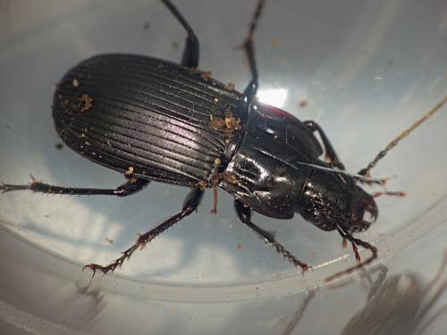 Réf. 313 819 : Abax parallelepipedus